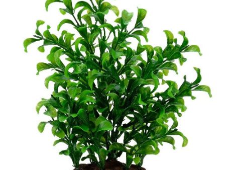 Bacopa Plant Scapes Aqualife Fluval, grande, 20 cm (8 po) Supply