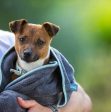 Henry Wag Microfibre Towel Online Sale